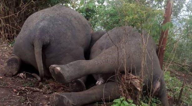 ভারতের আসামে ভয়াবহ বজ্রপাতে ১৮টি বন্য এশীয় হাতির মৃত্যু