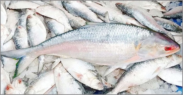 ভারতে ১০ দিনে ৮০৫ টন ইলিশ রফতানি