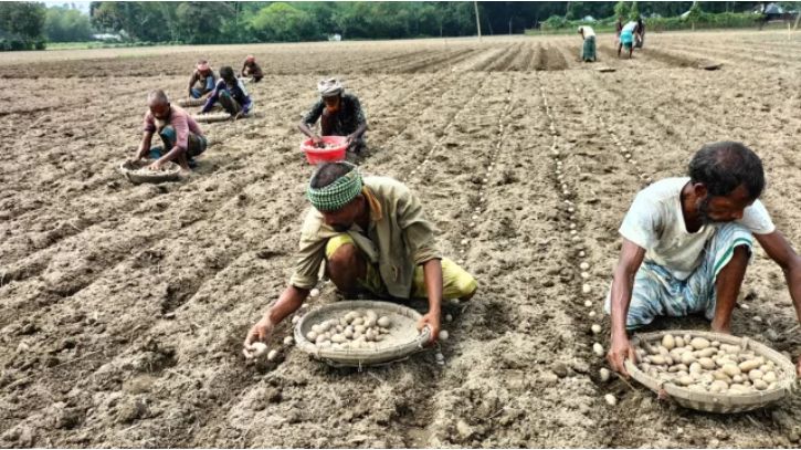 কিশোরগঞ্জে শুরু হয়ে গেছে আগাম আলু চাষ