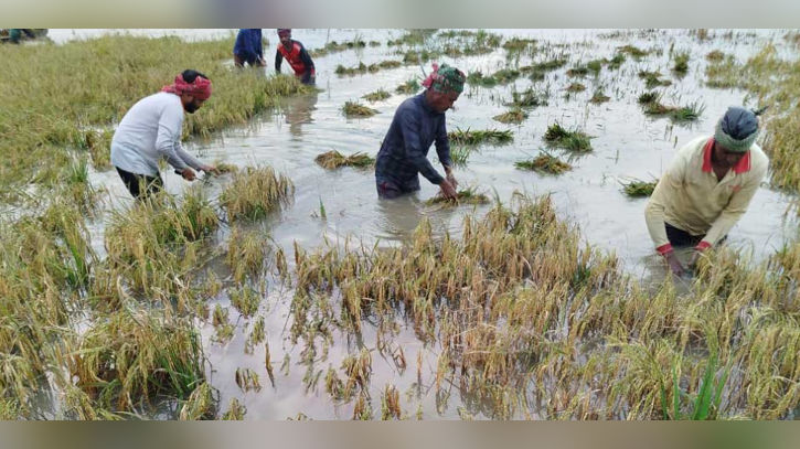 বন্যায় ক্ষতিগ্রস্ত কৃষকরা ৭৫০০ টাকা করে অনুদান পাবেন: উপদেষ্টা