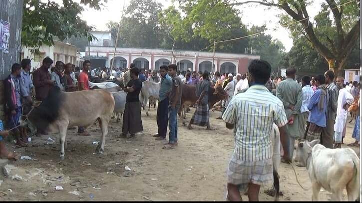 স্কুলের মাঠে পশুর হাট বসানো, শিক্ষার পরিবেশ নষ্ট হচ্ছে