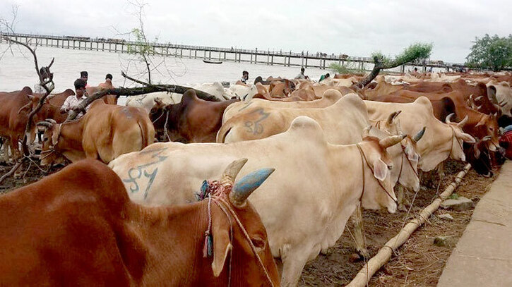 কাল থেকে গরুর অবৈধ প্রবেশ নিষিদ্ধ