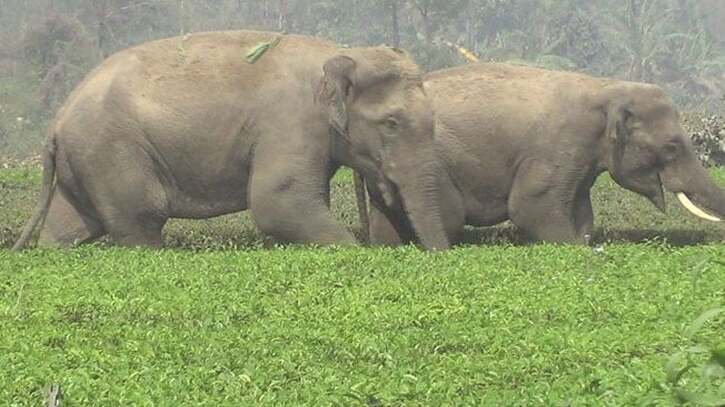 পঞ্চগড়ে বাংলাবান্ধায় ঢুকে পড়া হাতি দু`টি ভারতে ফিরেছে