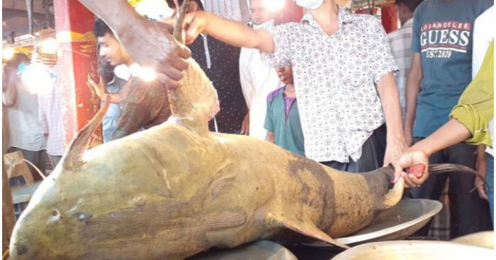 সাড়ে ৪ মণ বাঘাইড় ধরা পড়ল সিলেটে জেলেদের জালে!