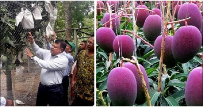 বিশ্বের সবচেয়ে দামি আম `সূর্যডিম` এখন বাংলাদেশের বাজারে