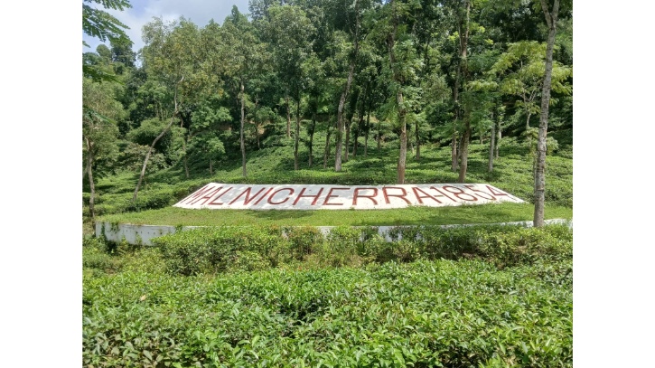 মালনীছড়া চা-বাগান হয়ে উঠছে গুরুত্বপূর্ণ পর্যটনকেন্দ্র
