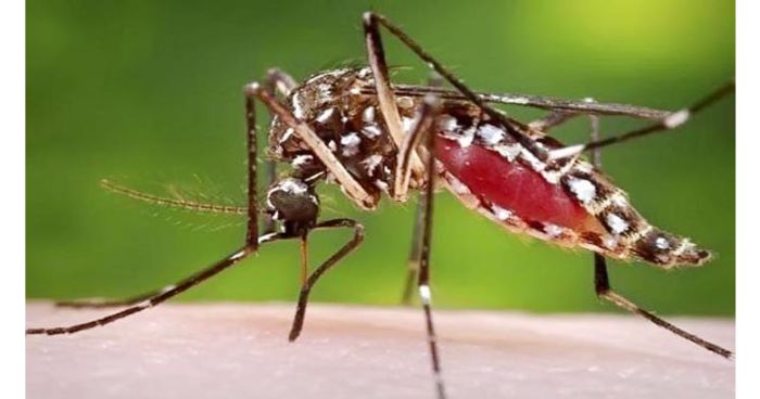 গত ২৪ ঘন্টায় ২৮৮ জন ডেঙ্গু আক্রান্ত
