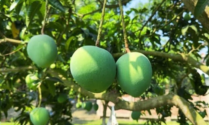 সাতক্ষীরায় আম সংগ্রহের সময়সূচি ঘোষণা