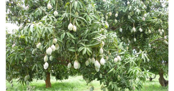 ১৫ মে থেকে ভাঙা শুরু হচ্ছে রাজশাহীর আম