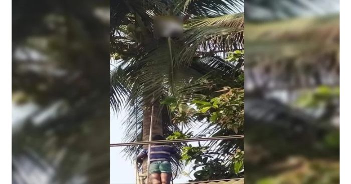 নাতির জন্য ডাব পাড়তে উঠে গাছেই মারা গেলেন বৃদ্ধ