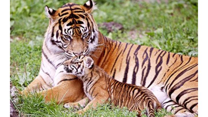 আজ ৩ মার্চ বিশ্ব বন্যপ্রাণী দিবস