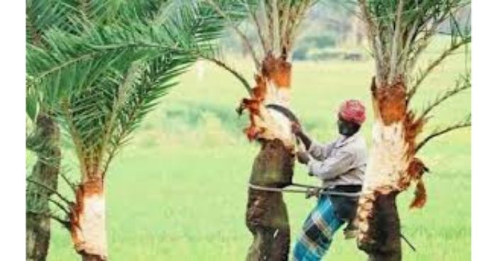 খেজুর রস-গুড়ে মাতোয়ারা রাজশাহী