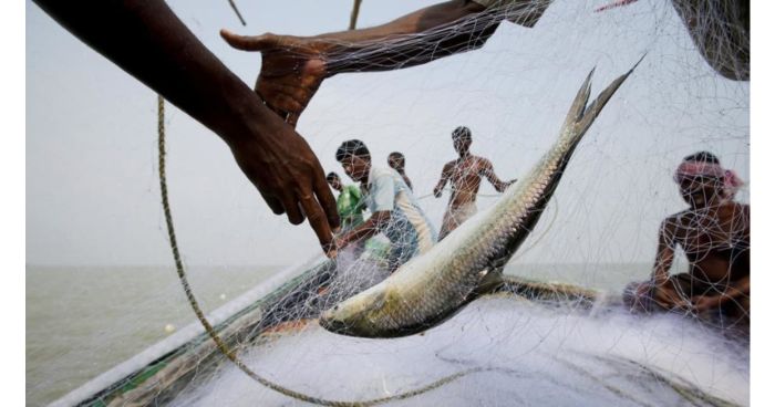 ইলিশ লুটে নিচ্ছে ভারতীয় জেলেরা