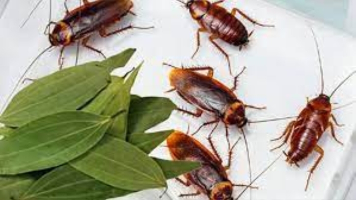 তেলাপোকার উপদ্রব কমাতে ঘরোয়া উপায়