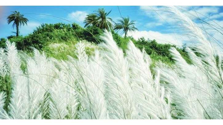 কুমিল্লা বিশ্ববিদ্যালয় ক্যাম্পাসে কাশফুলের মুগ্ধতা