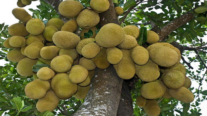 গ্রীষ্মকালীন ফল পর্ব – ৬: কাঁঠাল