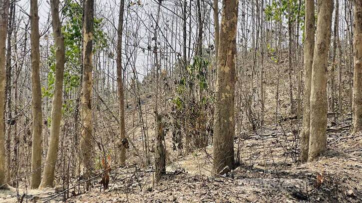 বিদেশি বৃক্ষ: ‘লোভের’ রোপণে বনের প্রাণ যায় যায়