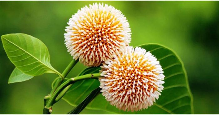 আগামীকাল আষাঢ়ের প্রথম দিন