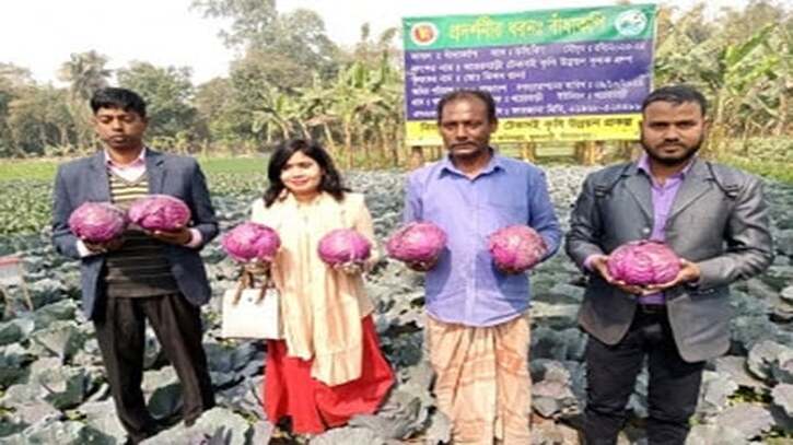 ফুলবাড়ীতে রঙ্গিন বাঁধাকপির চাষে সাড়া ফেলেছেন সোহেল রানা