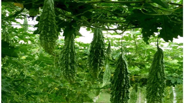 নতুন জাতের করলা উদ্ভাবন করলেন হাবিপ্রবির দুই গবেষক