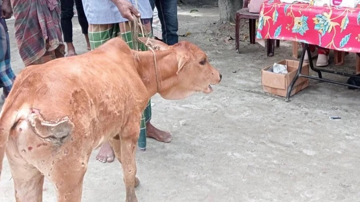 লালমনিরহাটে লাম্পি স্কিন ডিজিজের প্রাদুর্ভাব, আতঙ্কে খামারিরা