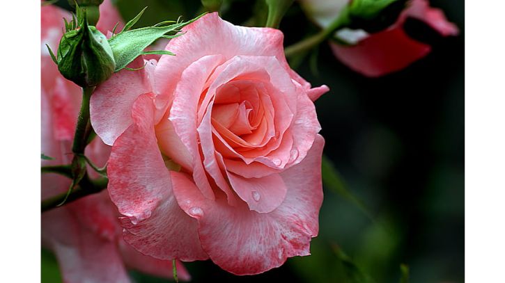 মিরাজের পরিচিতি