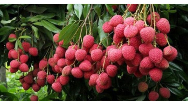 বাজারে দেশি লিচুর দাম কম, হতাশ বাগান মালিক-চাষিরা