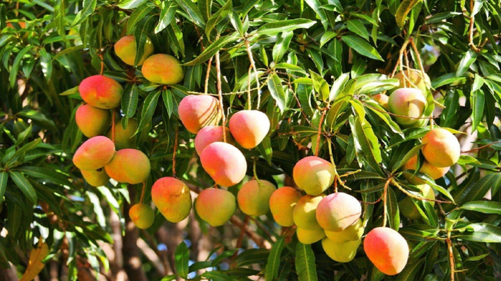 গ্রীষ্মকালীন ফল পর্ব – ১: আম