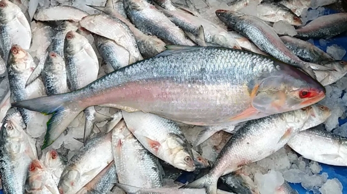 এবার অতীতের সব রেকর্ড ভাঙবে ইলিশের উৎপাদন