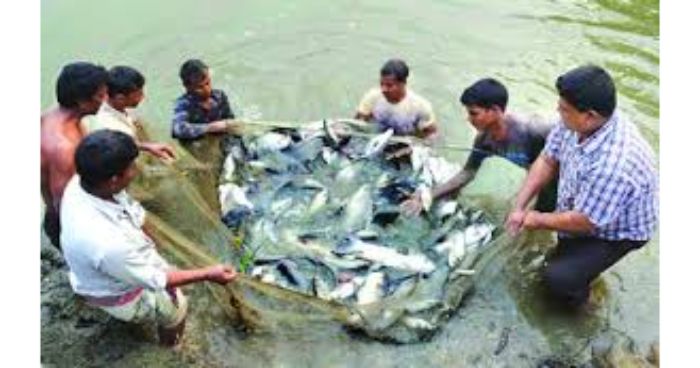 প্রণোদনা পাচ্ছেন করোনায় ক্ষতিগ্রস্ত ৭৮ হাজার মৎস্যচাষি