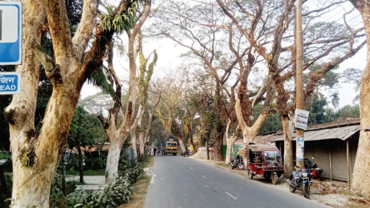 সারি সারি মৃত রেইনট্রি গাছ - সাতক্ষীরা