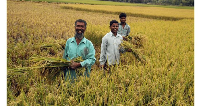ধানের ভালো দাম পাওয়ায়: কৃষকের মুখে খুশির ঝিলিক