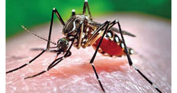 ডেঙ্গু: এ মাসের ৯ দিনে আক্রান্ত ২০৯৫ জন