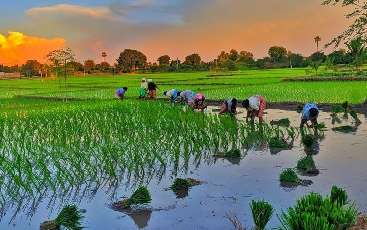 গাইবান্ধায় হাজার হেক্টর জমির ধান তলিয়ে গেছে