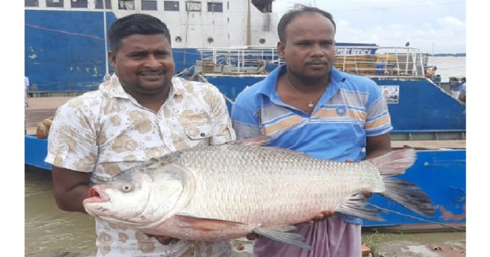 পদ্মায় জেলের জালে ১২ কেজি’র কাতল