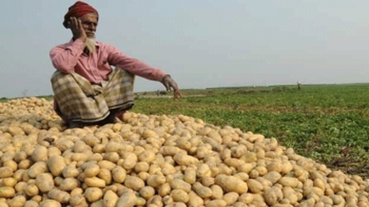 আলু চাষে বড় লোকসানে কৃষকরা