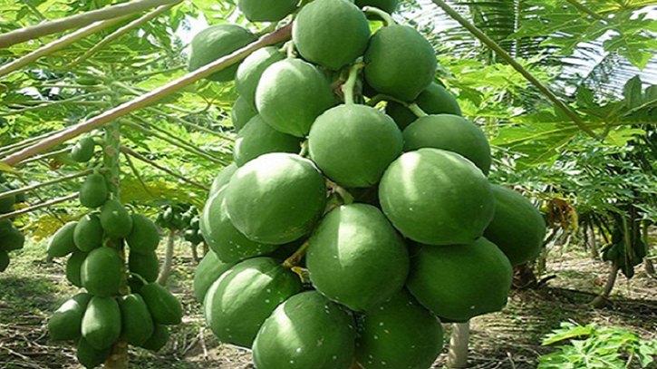 গ্রীষ্মকালীন ফল পর্ব – ৪: পেঁপে