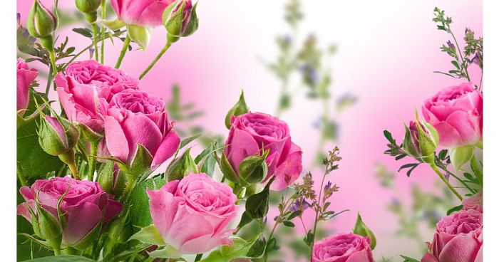 জান্নাতি হুর এক অনন্য সৃষ্টি