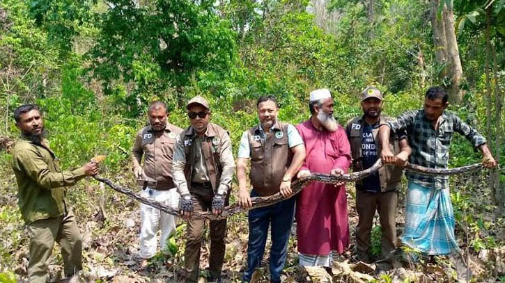 বিরল প্রজাতির অজগরটাকে ছেড়ে দেওয়া হলো