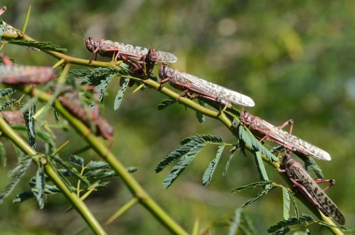 ভারতে ড্রোন নামাল ফসলের ক্ষতি রোধে