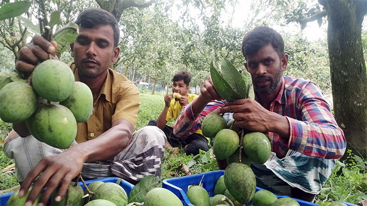 হাঁড়িভাঙার রাজ্যে ব্যস্ততা, ১৫০ কোটি টাকার বেচাকেনা
