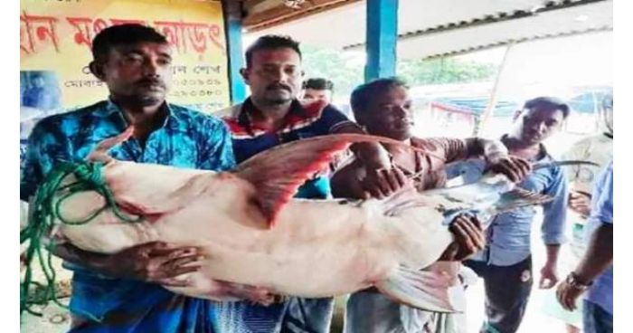 জেলেদের জালে ধরা পড়ল ৪৭ কেজি ওজনের বৃহদাকৃতির বাঘাইড়!