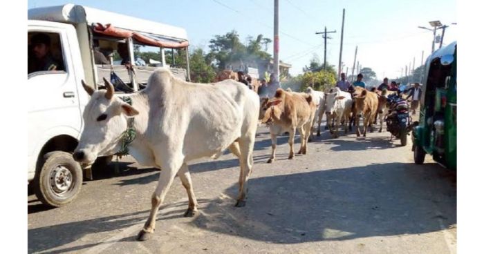 অবৈধ পথে অবাধে আসছে ভারতীয় রোগাক্রান্ত গরু
