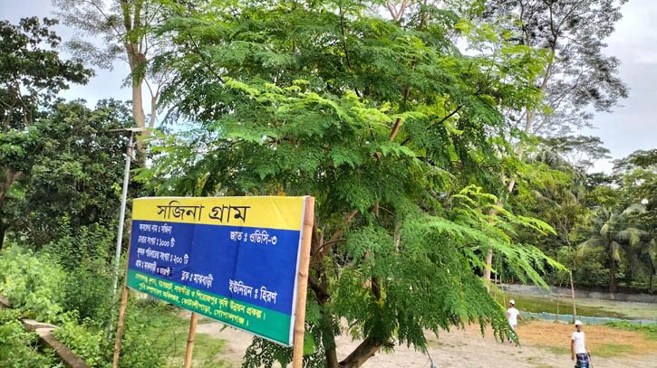 কোটালীপাড়ায় সজিনার গ্রাম