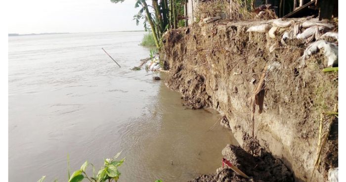 যমুনার ভাঙনে দিশেহারা শাহজাদপুরবাসী