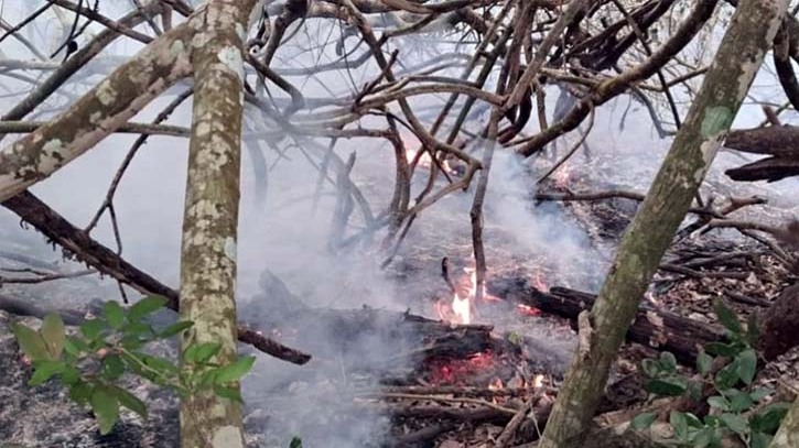 সুন্দরবনের আগুন বন বিভাগের চেষ্টায় নিয়ন্ত্রণে, কারণ জানতে তদন্ত