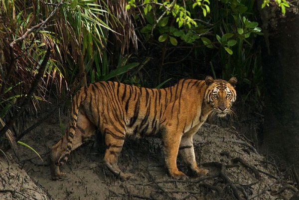 নভেম্বরের শুরুতেই সুন্দরবনে যেতে পারবেন ভ্রমণপিপাসুরা