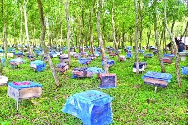 টাঙ্গাইলের মধু যাচ্ছে বিদেশে