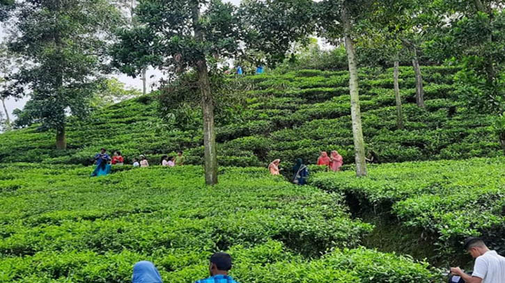 প্রধানমন্ত্রীর ওপর আস্থা রেখে ১২০ টাকাতেই কাজে ফিরলেন চা শ্রমিকরা