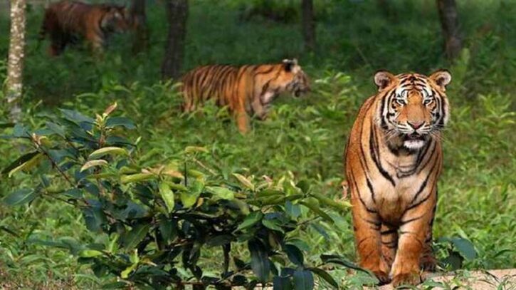 খুলনা - সুন্দরবনের অমূল্য সৌন্দর্য এবং প্রাকৃতিক ঐতিহ্যের গুরুত্ব